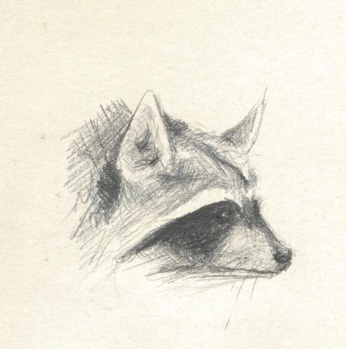 Waschbär