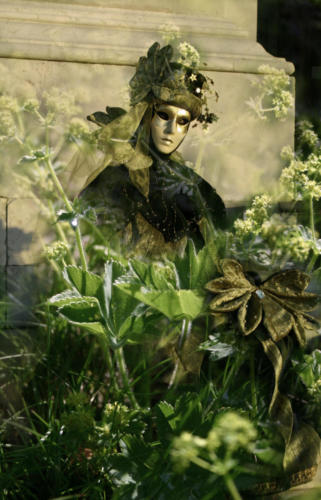 alchemilla_montage2 Kopie