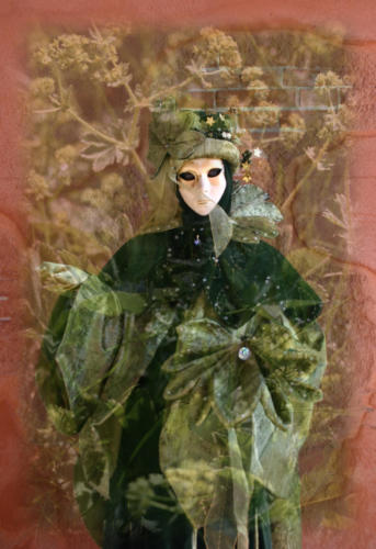 alchemilla_montaged1 Kopie