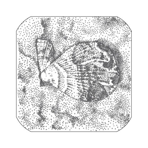 Kammmuschel oder Pilgermuschel