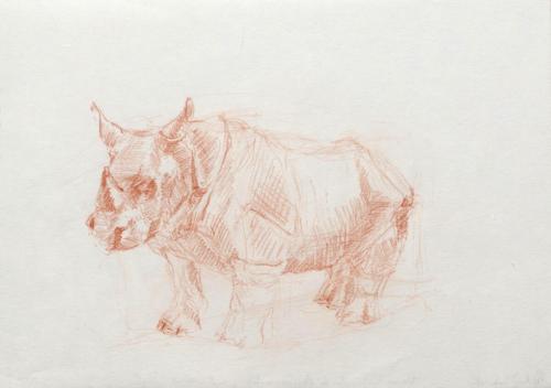 Nashorn - Rhinoceros