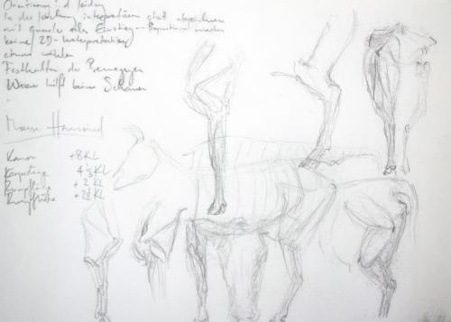 RindStudie Skelett und Körperbau