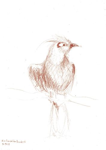 Haubenseidenkuckuck