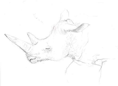Nashorn - Rhinoceros